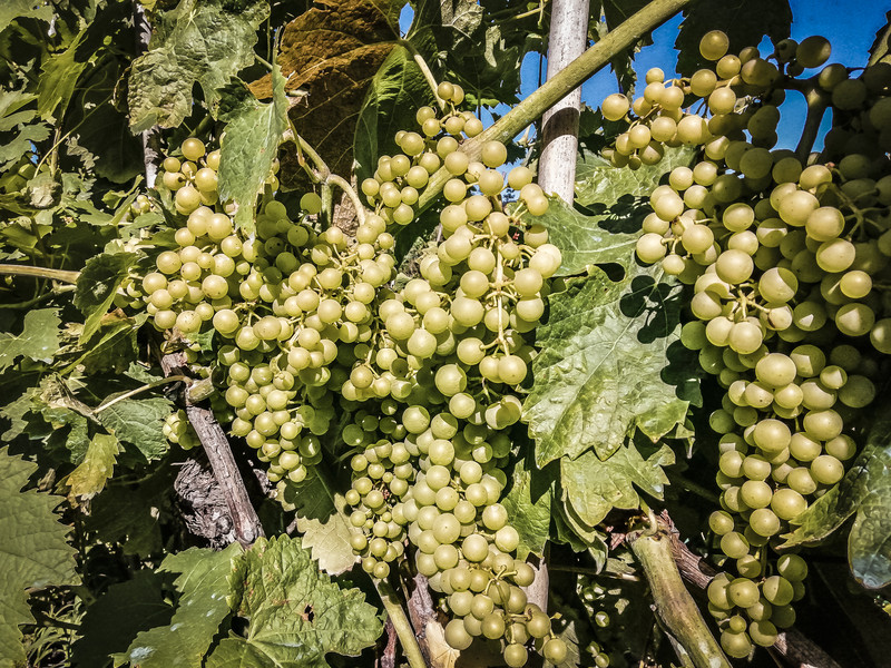 What is Pigato wine? Pigato is a white Italian wine grape planted